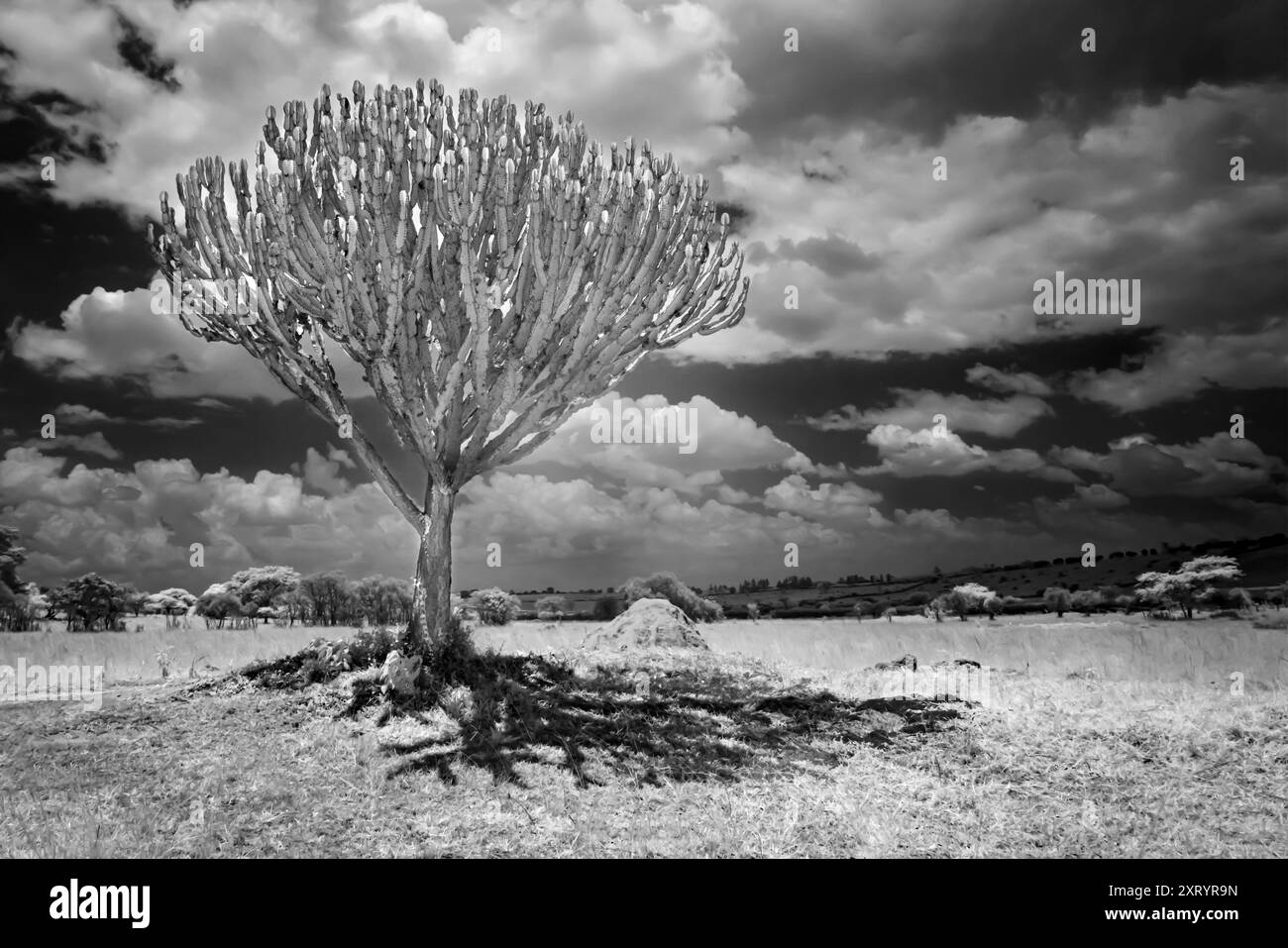 Euphorbia Candelabra en Ouganda, Afrique Banque D'Images