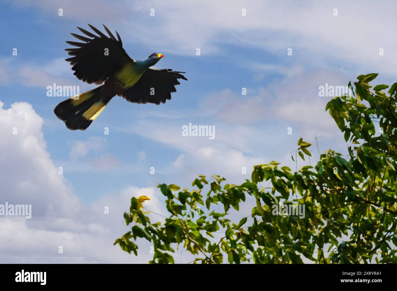 Great Blue Turaco en vol, Ouganda, Afrique Banque D'Images