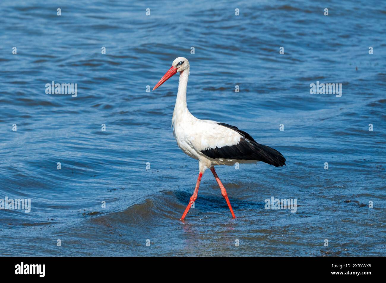 Cigogne blanche avec un œil gris : élégance effrayante marcher dans le lac - vacances de saison estivale. Ciconia ciconia Banque D'Images