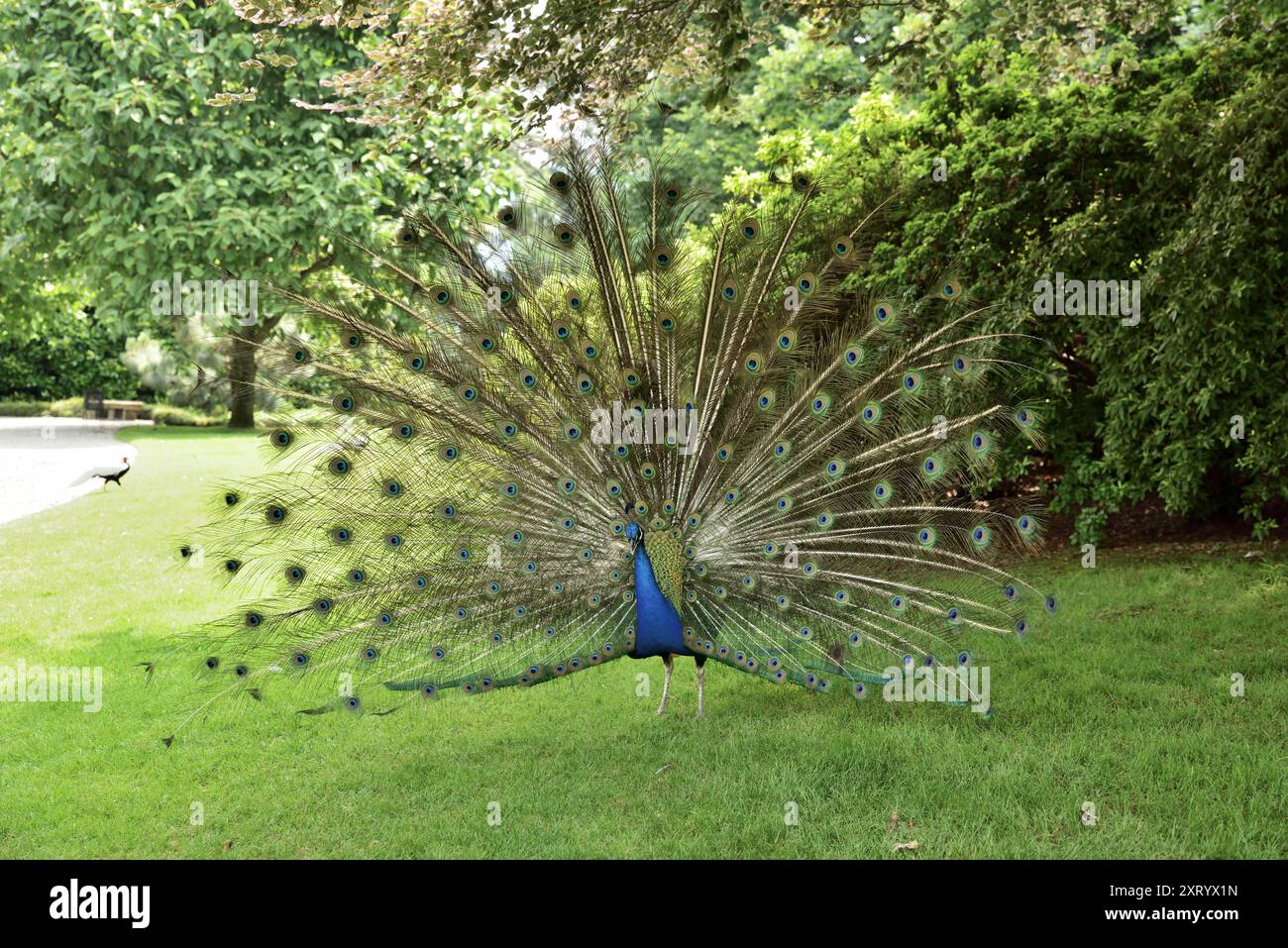 Paon exposant ses plumes dans les jardins d'Isola Madre, l'une des îles Borromées sur le lac majeur, en Italie. Banque D'Images