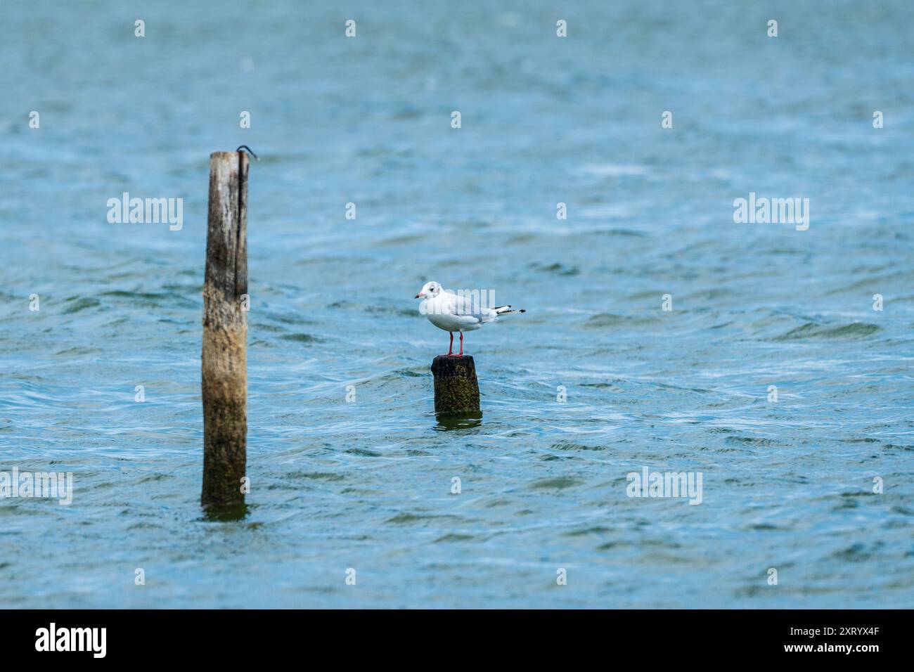 Portrait d'une mouette à tête noire reposant seule sur un tronc en bois dans le lac Banque D'Images