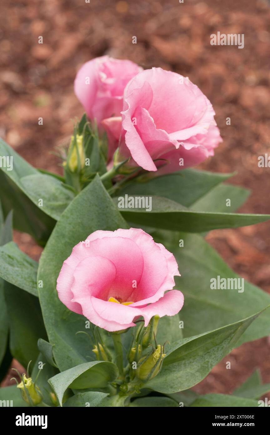 Gros plan d'un Eustoma Grandiflorum lisianthus rose aussi Texas Bluebell Prairie Gentian Japanese Rose est un gel tendre annuel ou vivaces d'intérieur Banque D'Images