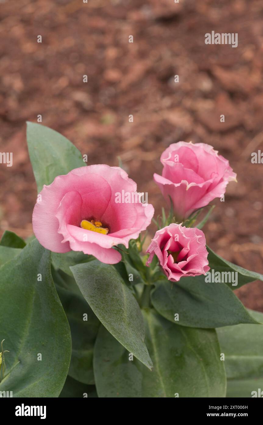 Gros plan d'un Eustoma Grandiflorum lisianthus rose aussi Texas Bluebell Prairie Gentian Japanese Rose est un gel tendre annuel ou vivaces d'intérieur Banque D'Images