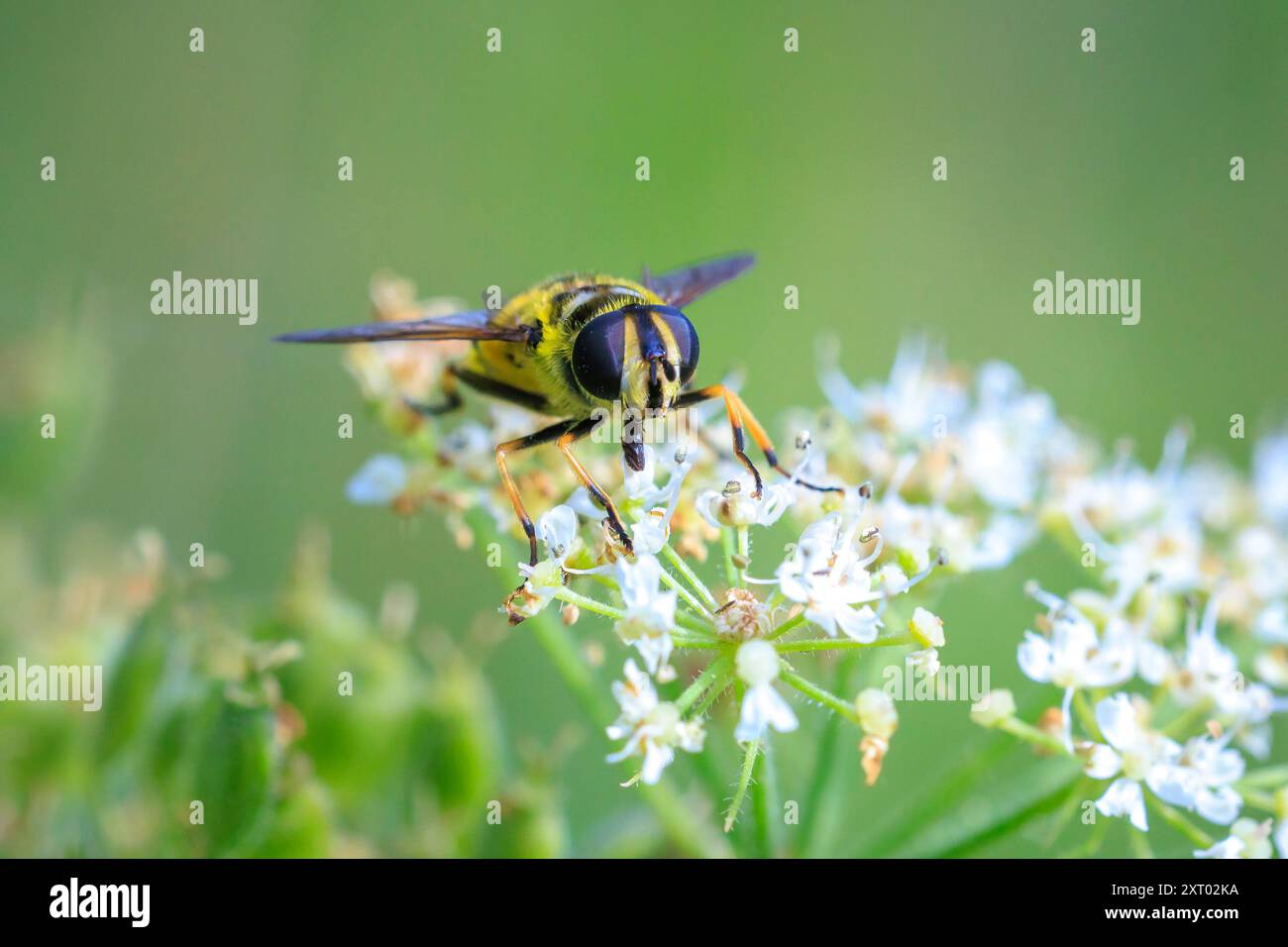 Gros plan de Batman hoverfly, Myathropa florea, pollinisant sur des fleurs blanches. Banque D'Images