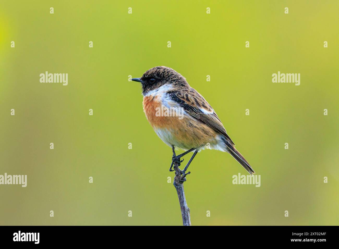 Stonechat, Saxicola rubicola, oiseau mâle en gros plan chantant au soleil du matin Banque D'Images
