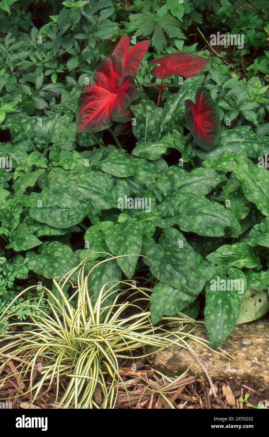 Un beau caladium, Carex Evergold et Pulmonaria, plante appelée MRS Moon, dans un jardin d'ombre ensemble dans un jardin coloré, Missouri USA Banque D'Images