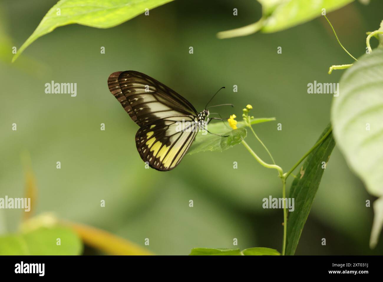 Nymphe des bois de Blanchards (Ideopsis vitrea oenopia) dans le parc national de Tangkoko, Sulawesi, Indonésie Banque D'Images