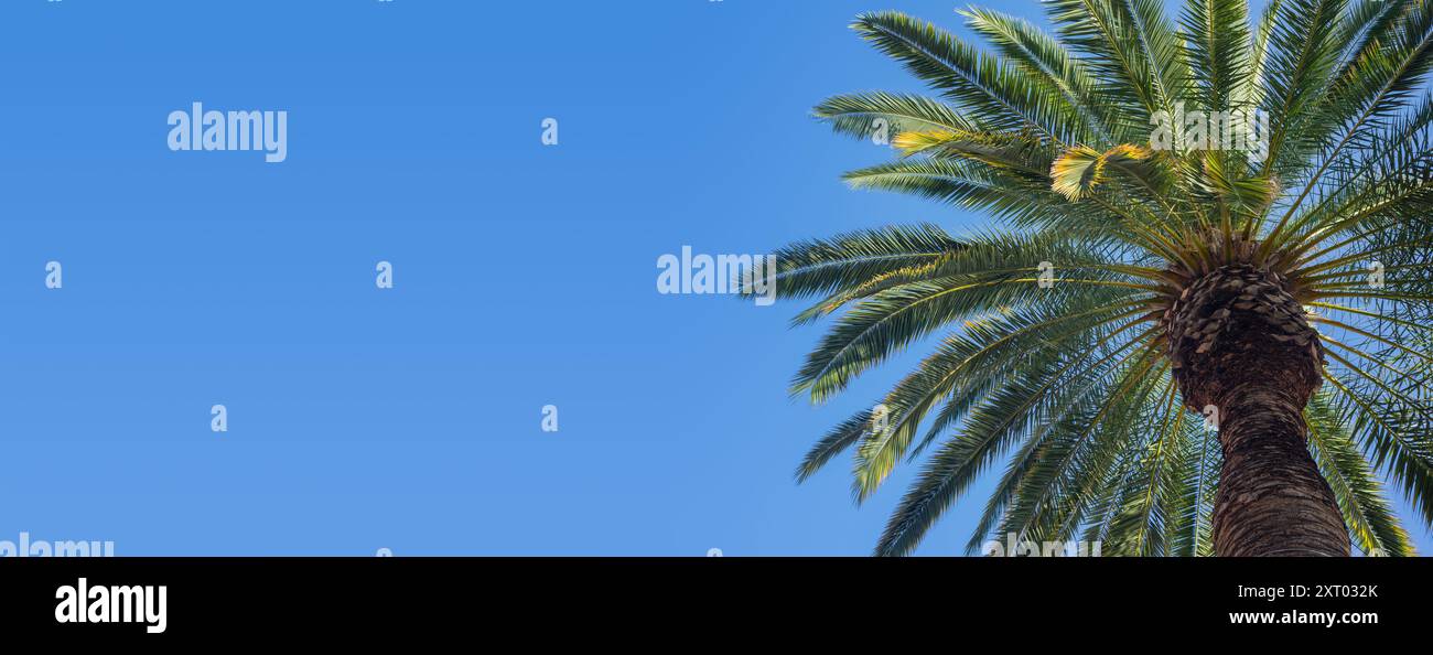 Vue d'ange bas d'un palmier avec ciel bleu clair Banque D'Images