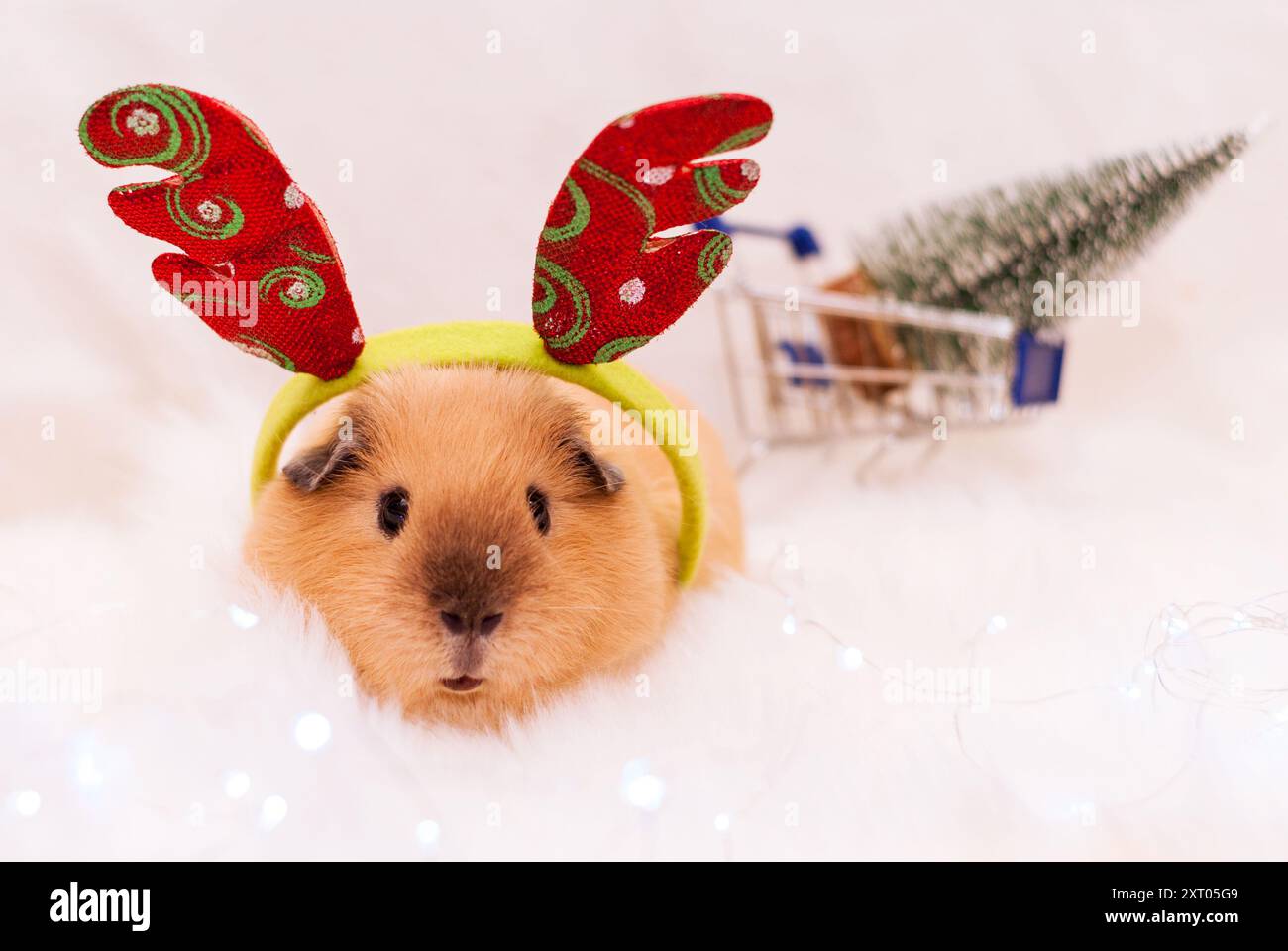 Cochon d'Inde de race californienne dans les cornes d'un cerf Rudolph près de l'arbre de Noël. Rongeur domestique regardant une caméra. Soins pour animaux de compagnie. Banque D'Images
