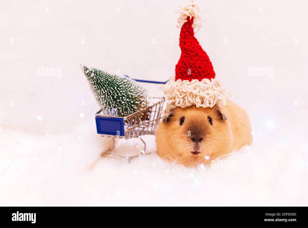 Cochon d'Inde de Californie dans le chapeau rouge près de l'arbre de Noël.. Nouvel an et Joyeux Noël carte postale. Rongeur domestique regardant une caméra. Soins pour animaux de compagnie Banque D'Images