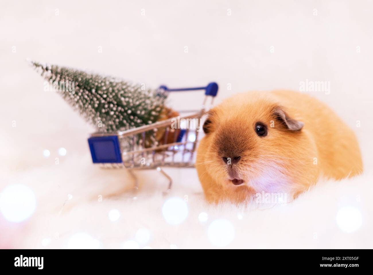 Cochon de Guinée de race Californie près du panier avec arbre de Noël sur fond blanc. Rongeur domestique regardant une caméra. Shopping du nouvel an. Banque D'Images