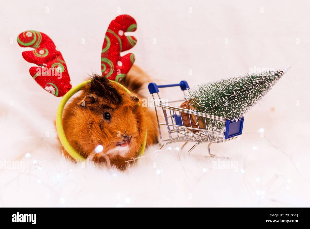 Cochon d'Inde de race Pirouan dans les cornes de cerf Rudolph près de la carte d'achat avec arbre de noël sur fond clair. Carte postale du nouvel an et Joyeux Noël Banque D'Images