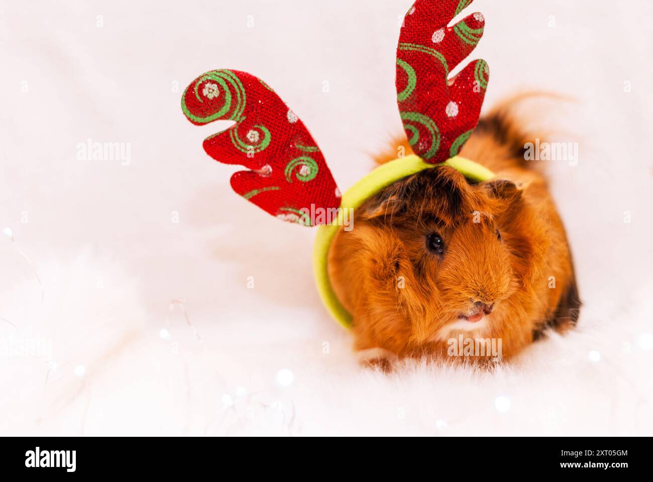 Cochon d'Inde de race Pirouan dans les cornes de cerf Rudolph sur fond clair. Carte postale du nouvel an et Joyeux Noël. Rongeur domestique regardant une caméra. Banque D'Images