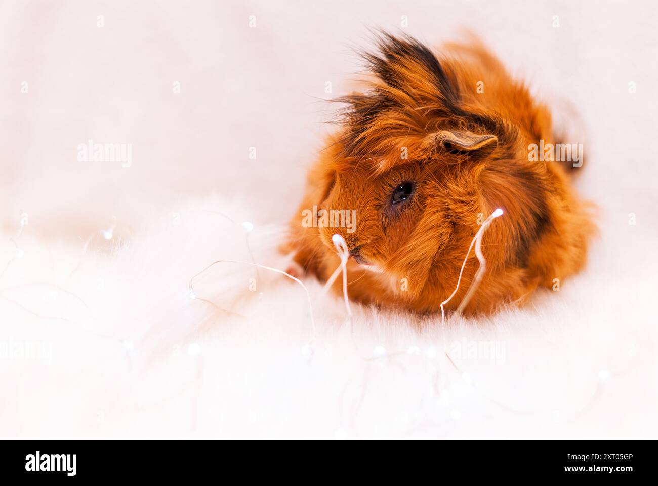 Cochon d'Inde de race Pirouan près de la lumière de Noël sur fond blanc. Carte postale du nouvel an et Joyeux Noël. Animaux mignons du nouvel an. Rongeur domestique Banque D'Images
