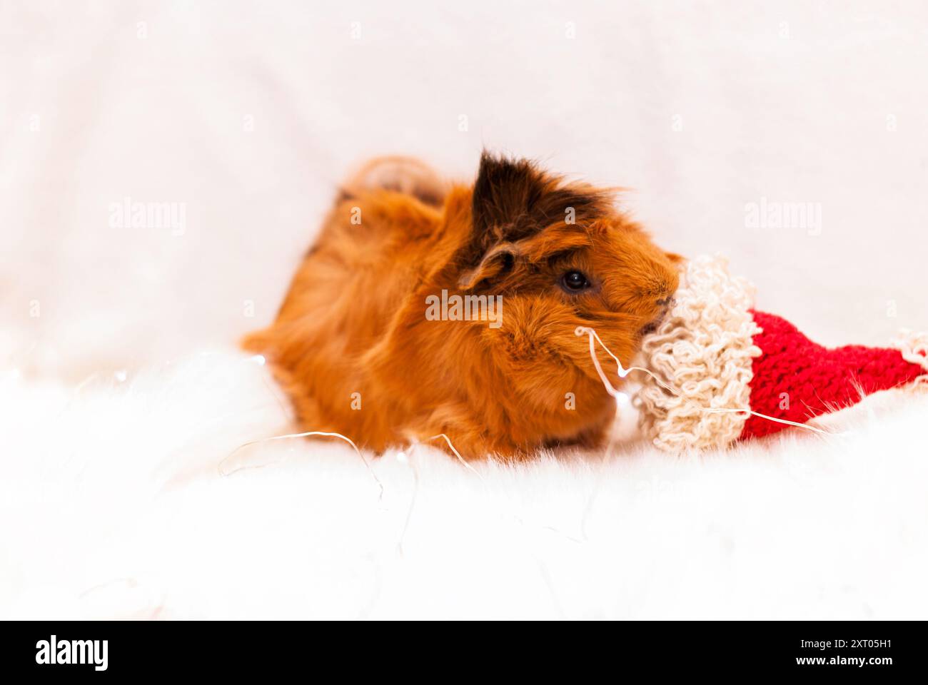 Cochon d'Inde de race Pirouan à côté du chapeau rouge de Noël sur fond blanc. Carte postale du nouvel an et Joyeux Noël. Animaux mignons du nouvel an. Soins pour animaux de compagnie Banque D'Images