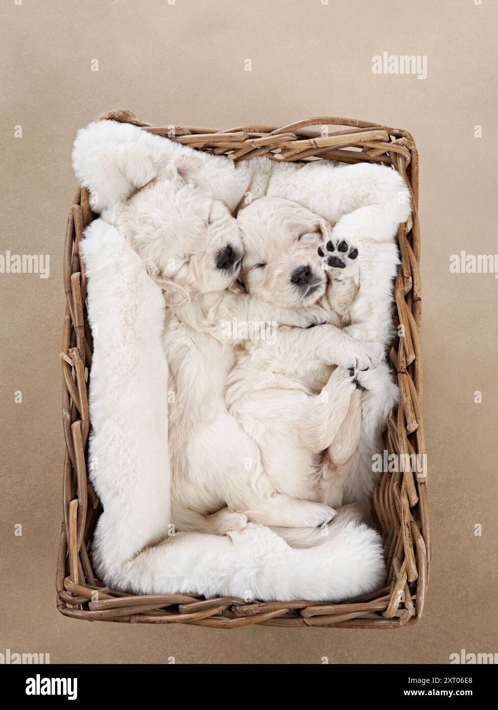 Trois chiots Golden Retriever se nichent ensemble dans un confortable panier tissé, recouvert d'une couverture blanche douce, mettant en valeur un sommeil paisible avec leur Banque D'Images