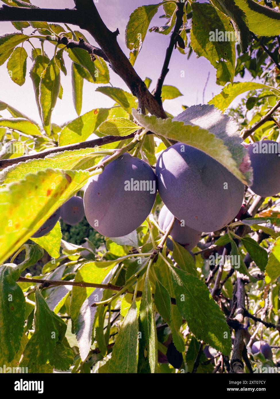 Gros plan de prunes violettes mûrissant sur une branche d'arbre Banque D'Images