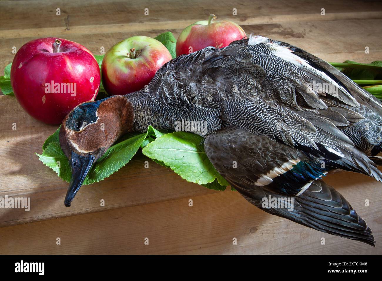 La proie du chasseur (un sarcelle abattu) repose sur une table de cuisine en bois sur des feuilles de rhubarbe. Il y a des pommes à proximité. Banque D'Images