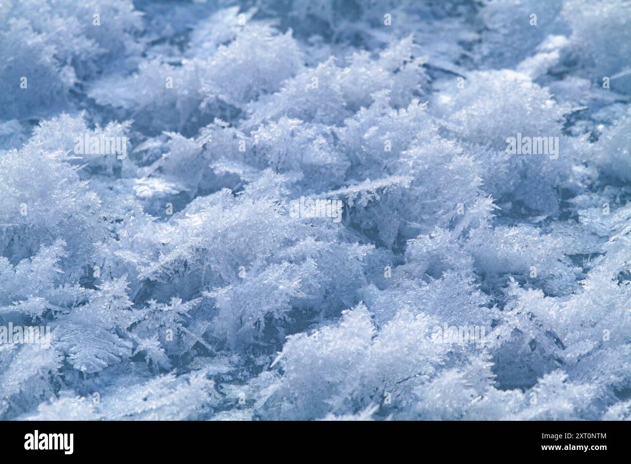 de délicats cristaux de glace poussaient sur la glace de la rivière de surface dans le froid amer Banque D'Images