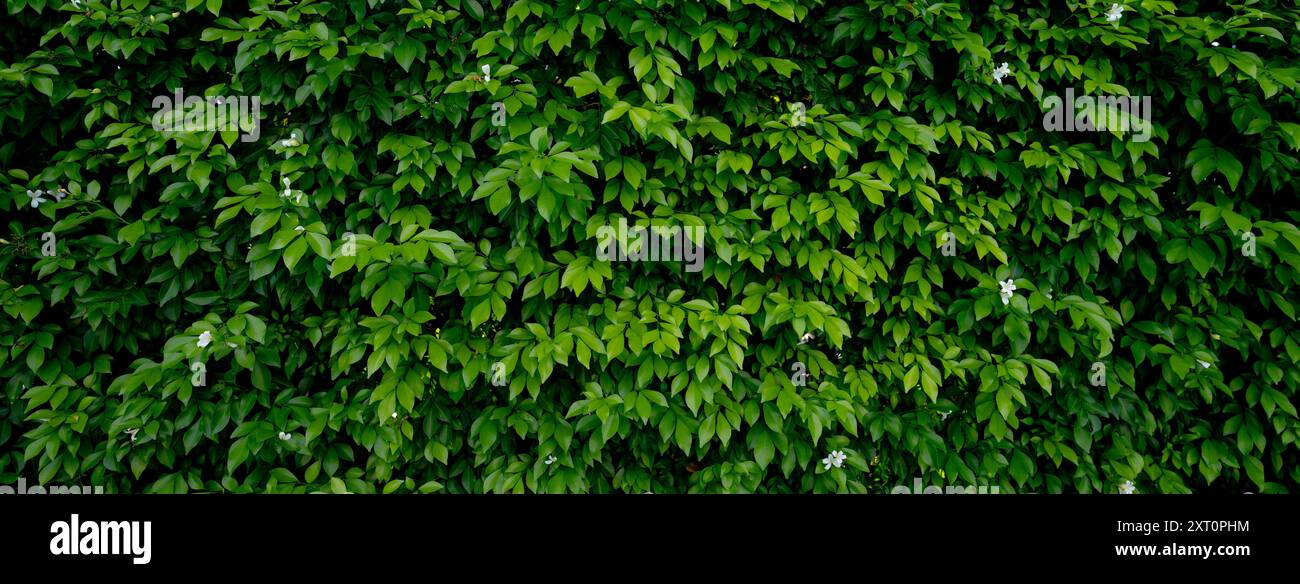 Petites feuilles vertes sur fond de texture de la paroi de haie. Gros plan plante de haie verte dans le jardin. Mur de haies écologique à feuilles persistantes. Toile de fond naturelle. La beauté dans la nature Banque D'Images