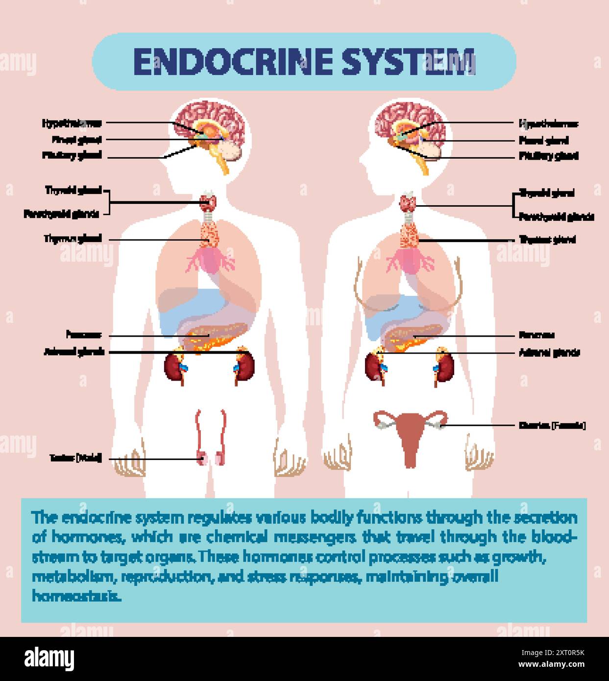 Illustration du système endocrinien humain et des glandes Illustration de Vecteur