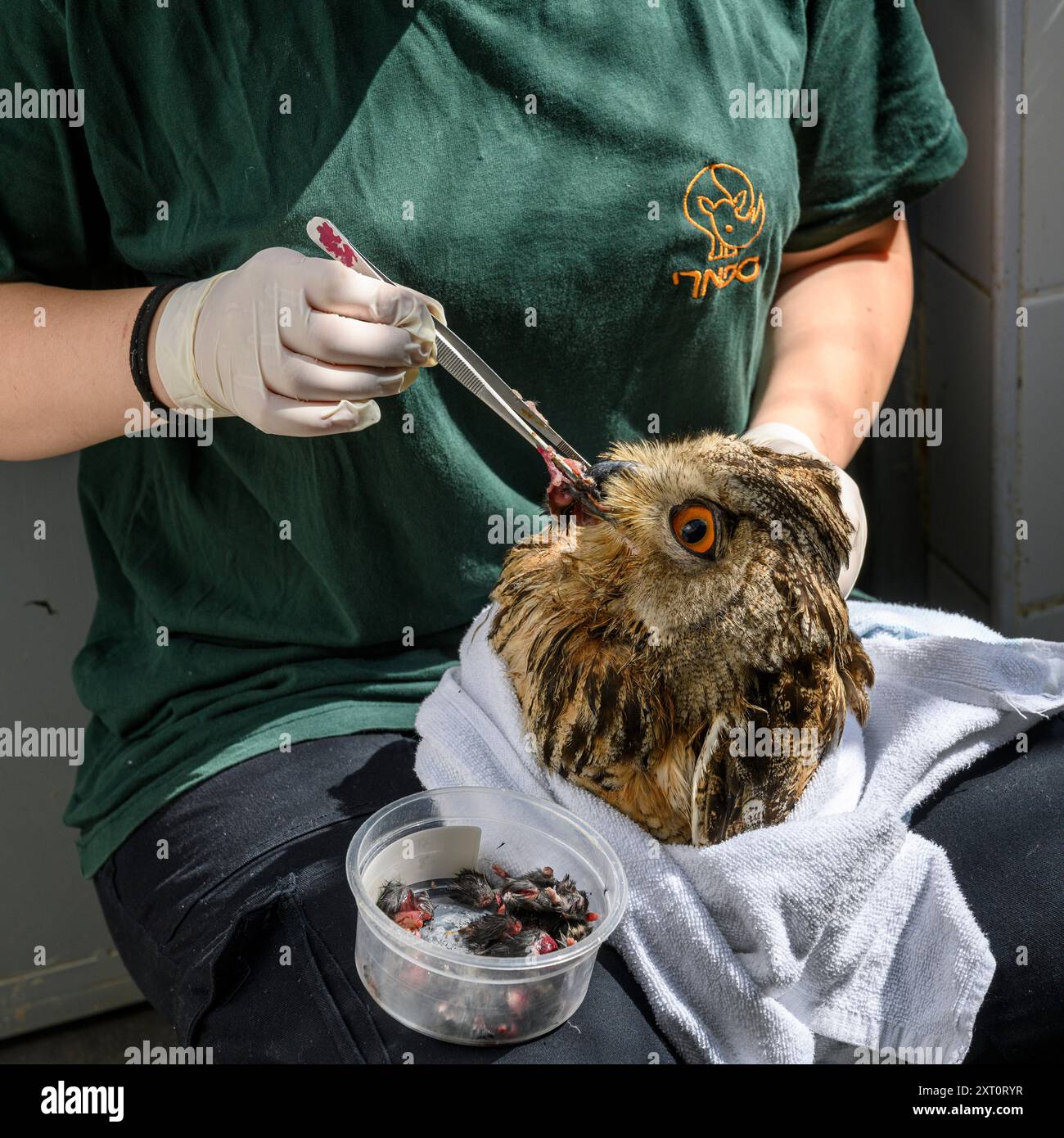 Care donneurs nourrit de force un jeune orphelin, Bubo bubo بوهة أوراسية, aigle-hibou eurasien photographié à l'hôpital israélien de la faune, Ramat Gan, Banque D'Images