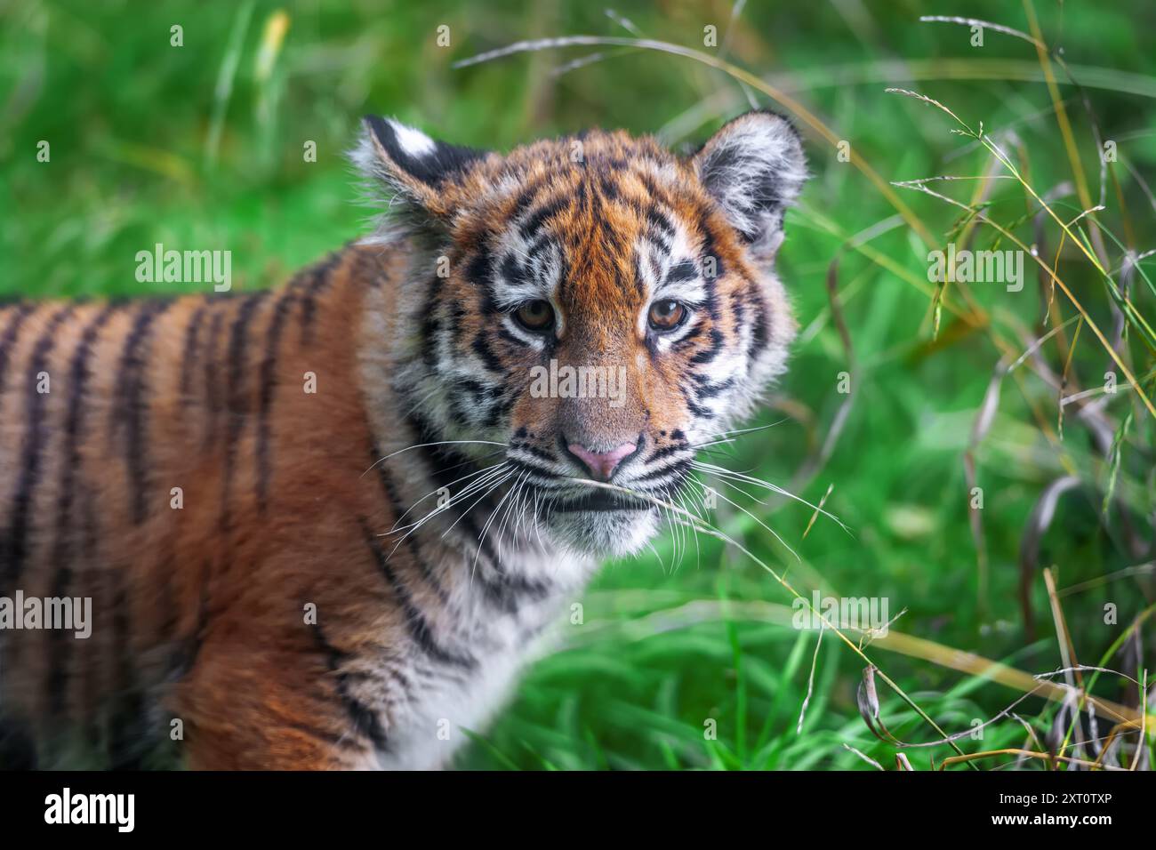 Petit tigre dans la nature. Animal dans l'herbe verte. Chat sauvage dans l'habitat naturel Banque D'Images