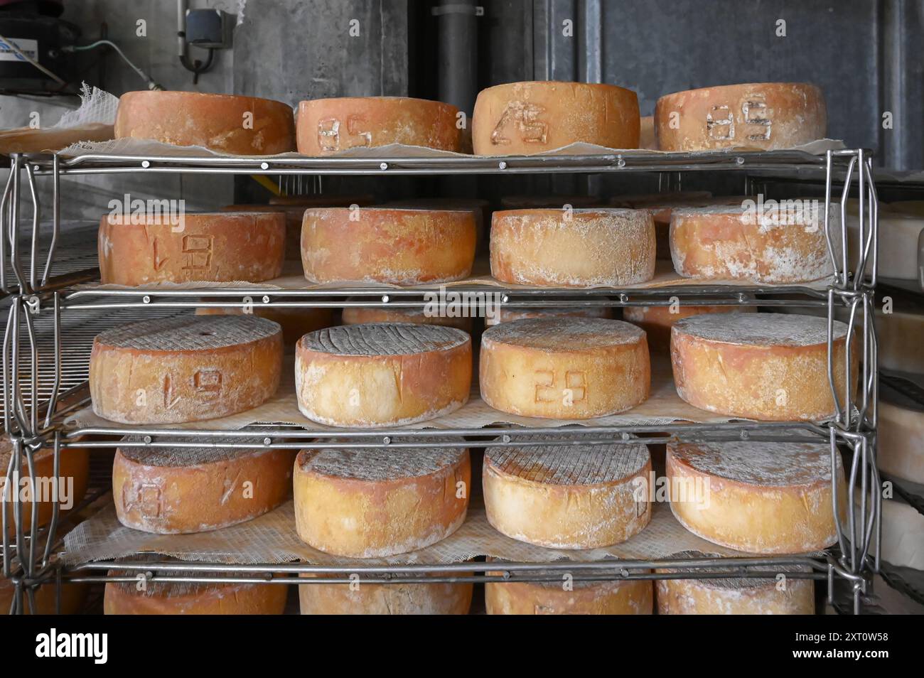 Dans le 'saloir' de Fabrèges dans les Pyrénées du Béarn, le fromage de chèvre de montagne mûrit. Artouste, France Banque D'Images