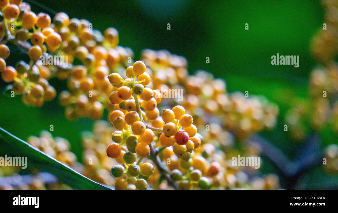 Heptapleurum arboricola (Schefflera arboricola, parapluie nain, tang ezhang, sole d'oie, Schefflera arboricolum). Les fruits sont non comestibles Banque D'Images