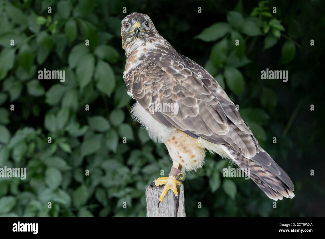 Un gros plan d'un buzzard captif dans un centre de secours. Il est perché sur un poteau en bois fixant la lentille Banque D'Images