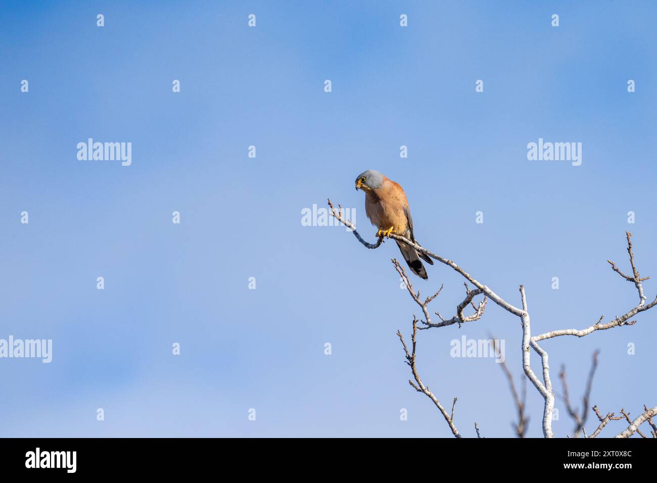 Crécerelle mâle (Falco naumanni) perchée sur une branche Banque D'Images