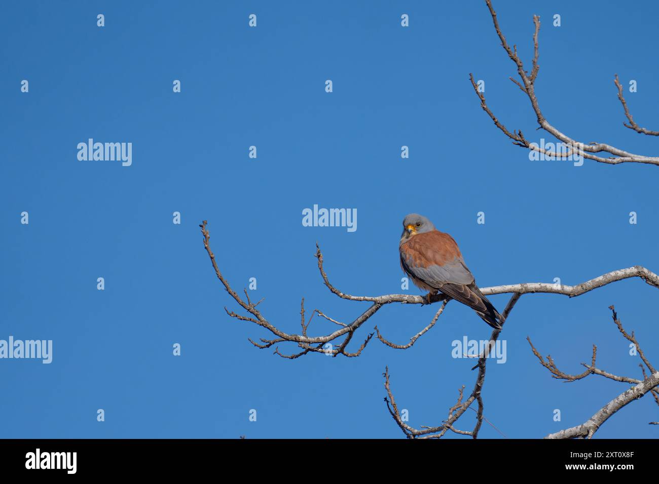 Crécerelle mâle (Falco naumanni) perchée sur une branche Banque D'Images