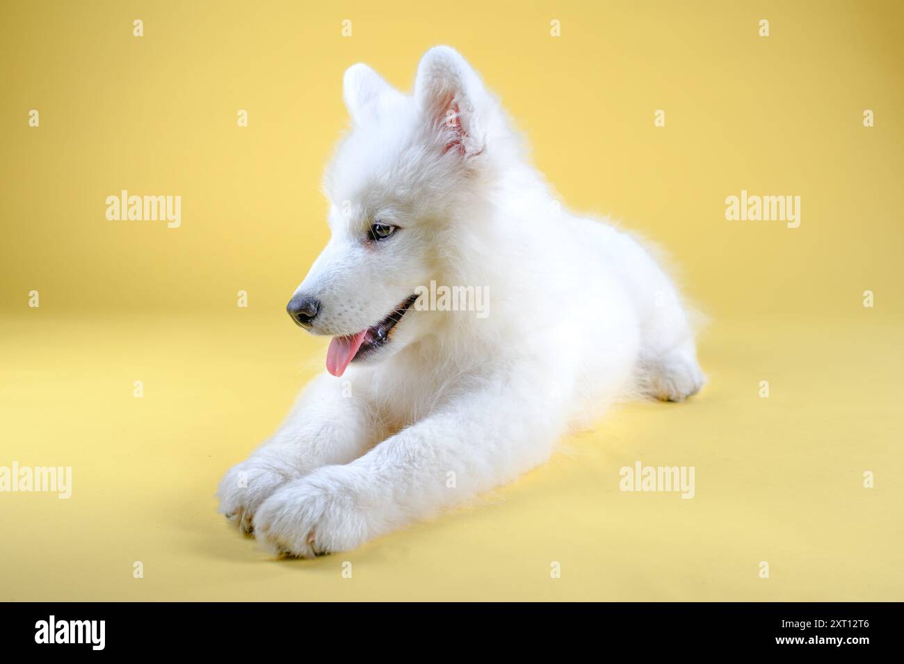 Un chiot blanc moelleux Samoyed repose avec satisfaction sur un fond jaune éclatant, sa langue jaillit dans un sourire ludique, mettant en valeur son joyeux deme Banque D'Images