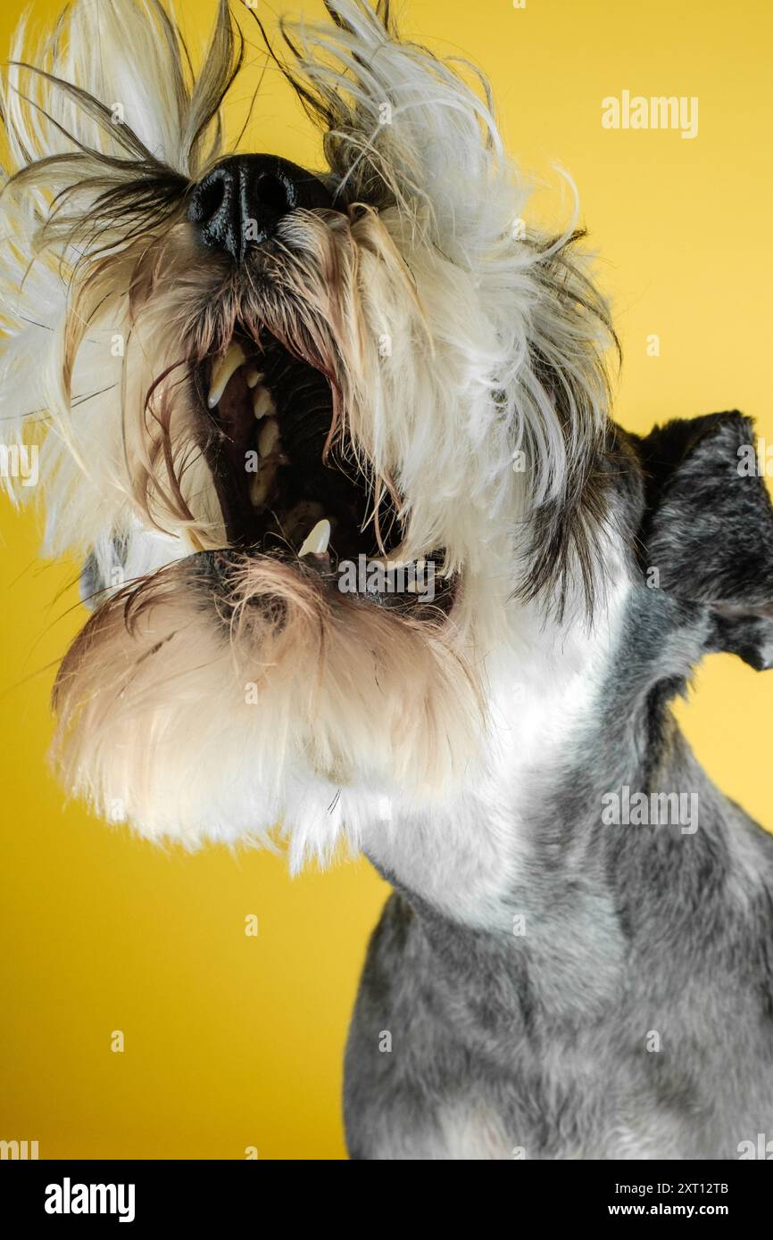 Un poivre et un sel Schnauzer énergiques secouent la tête, avec une fourrure en mouvement dynamique, sur un fond jaune vif Banque D'Images