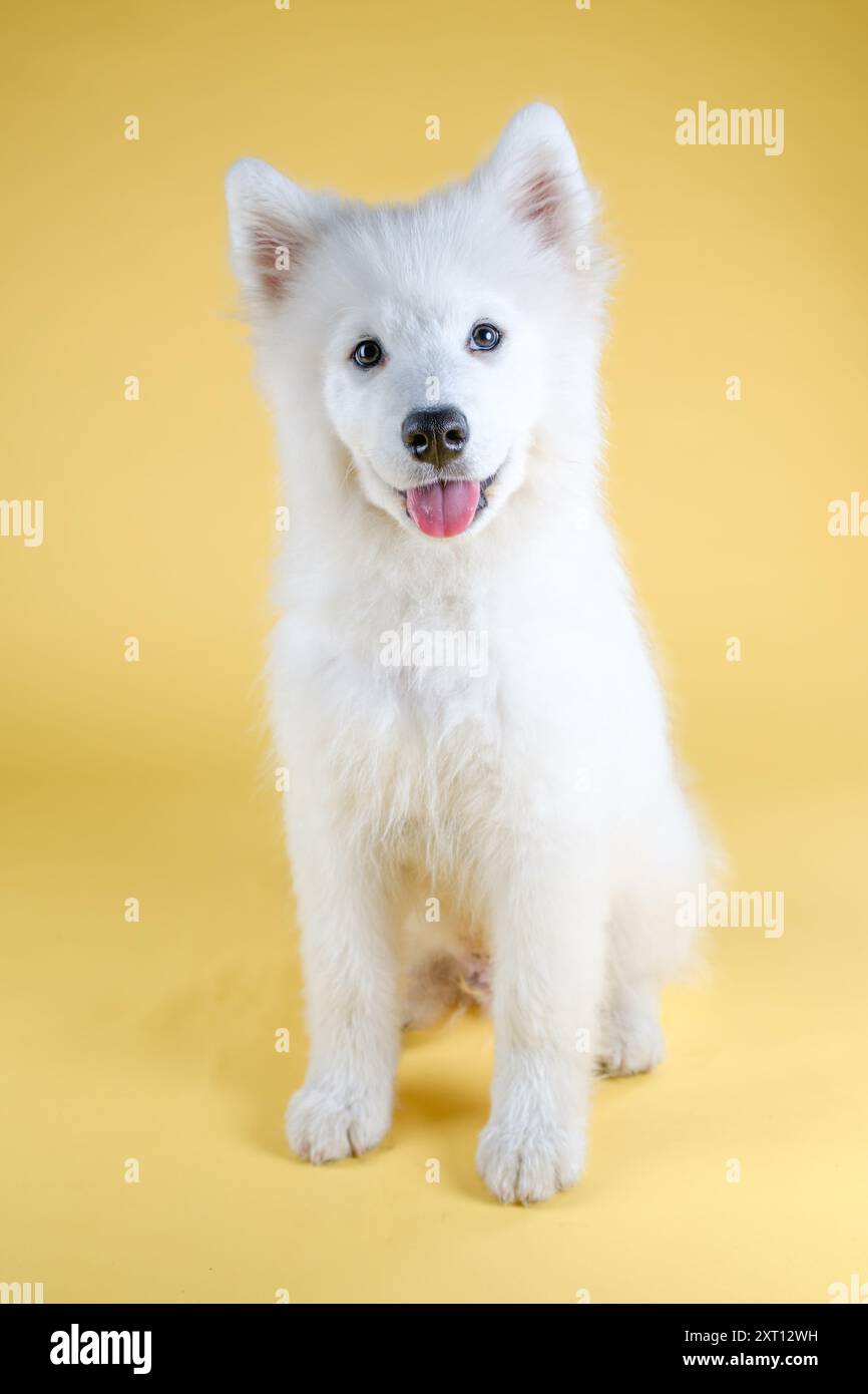 Un charmant chiot blanc Samoyed avec une fourrure moelleuse et une langue brillante assis confortablement sur un fond jaune vif, rayonnant de chaleur et de joie Banque D'Images
