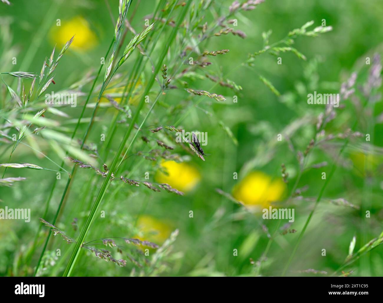 Longhorn Beetle parmi les longues herbes sur une pelouse non tondue Banque D'Images