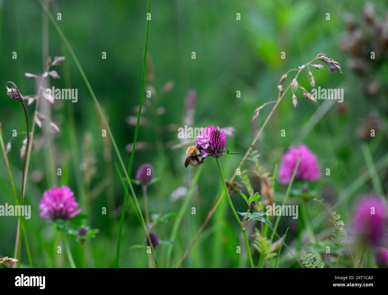 Common Carder Bumble Bee sur trèfle rouge Banque D'Images