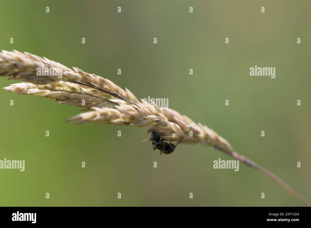Grande fourmi noire sur herbe à poils Banque D'Images