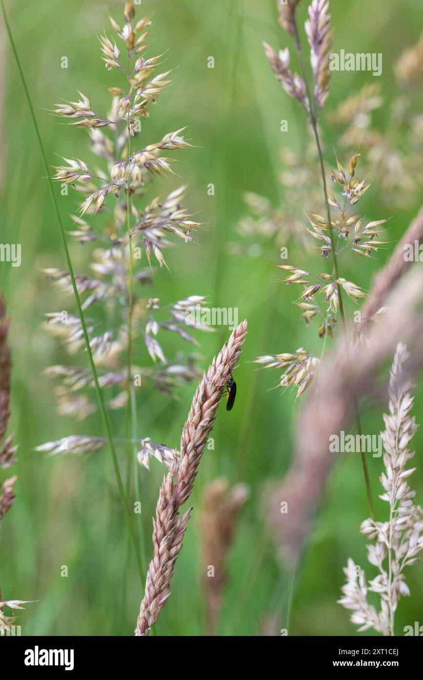 Noir Fungas gnat à corps jaune - Sciara hemerobioides parmi l'herbe de velours Banque D'Images