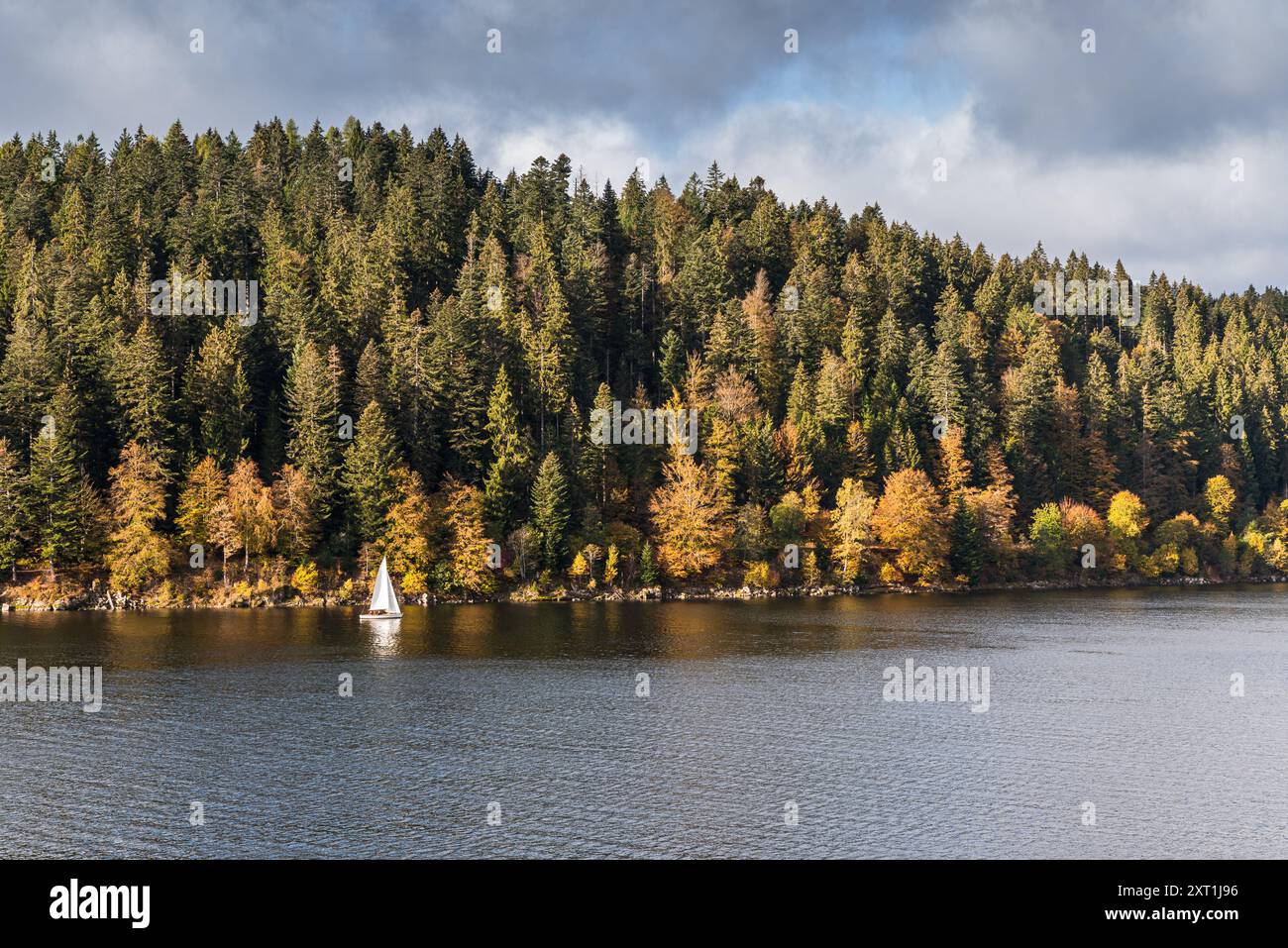 Automne au lac Schluchsee dans la Forêt Noire, un petit voilier navigue le long de la rive, Bade-Wuerttemberg, Allemagne Banque D'Images