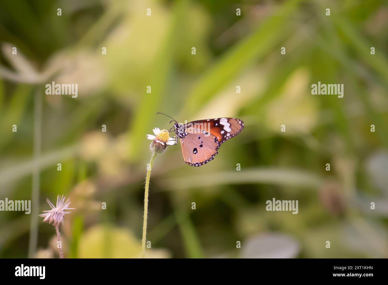 Beau papillon dans le jardin d'été Banque D'Images