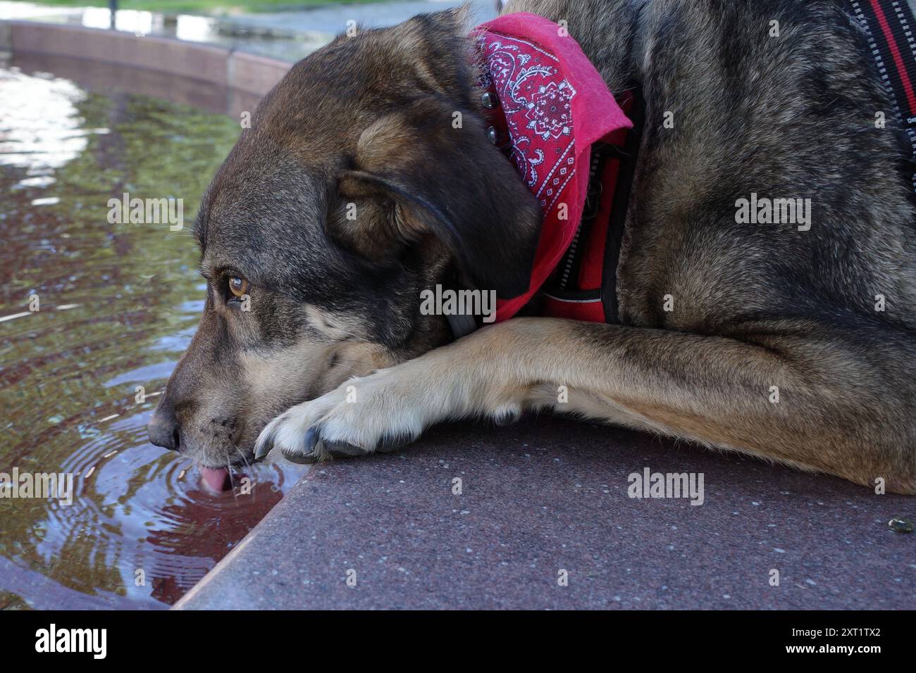 Chien de mongrél assoiffé avec mouchoir rouge boit de l'eau d'une fontaine Banque D'Images
