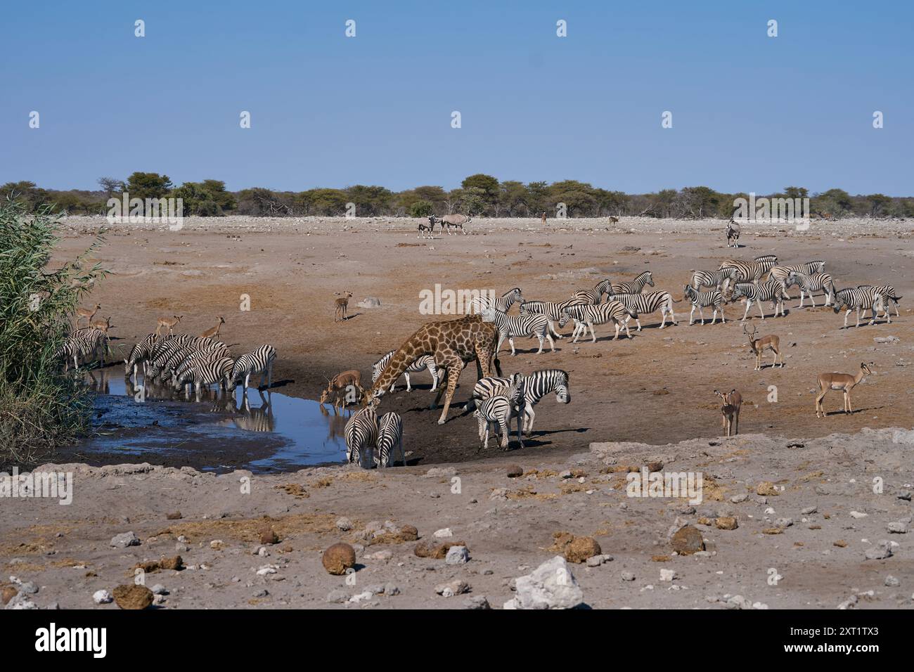 Le zèbre de Burchell (Equus quagga burchellii) et la girafe buvant dans un point d'eau dans le parc national d'Etosha, Namibie Banque D'Images