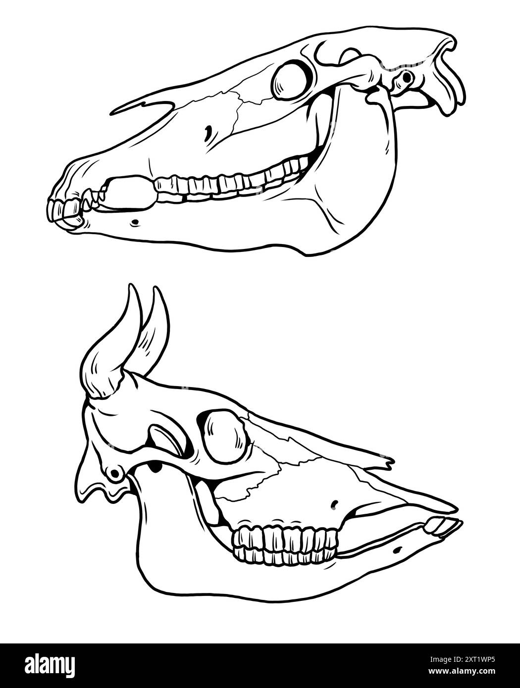 Dessin de contour fait à la main avec les crânes d'un cheval et d'une vache. Squelette animal pour colorier et apprendre. Banque D'Images
