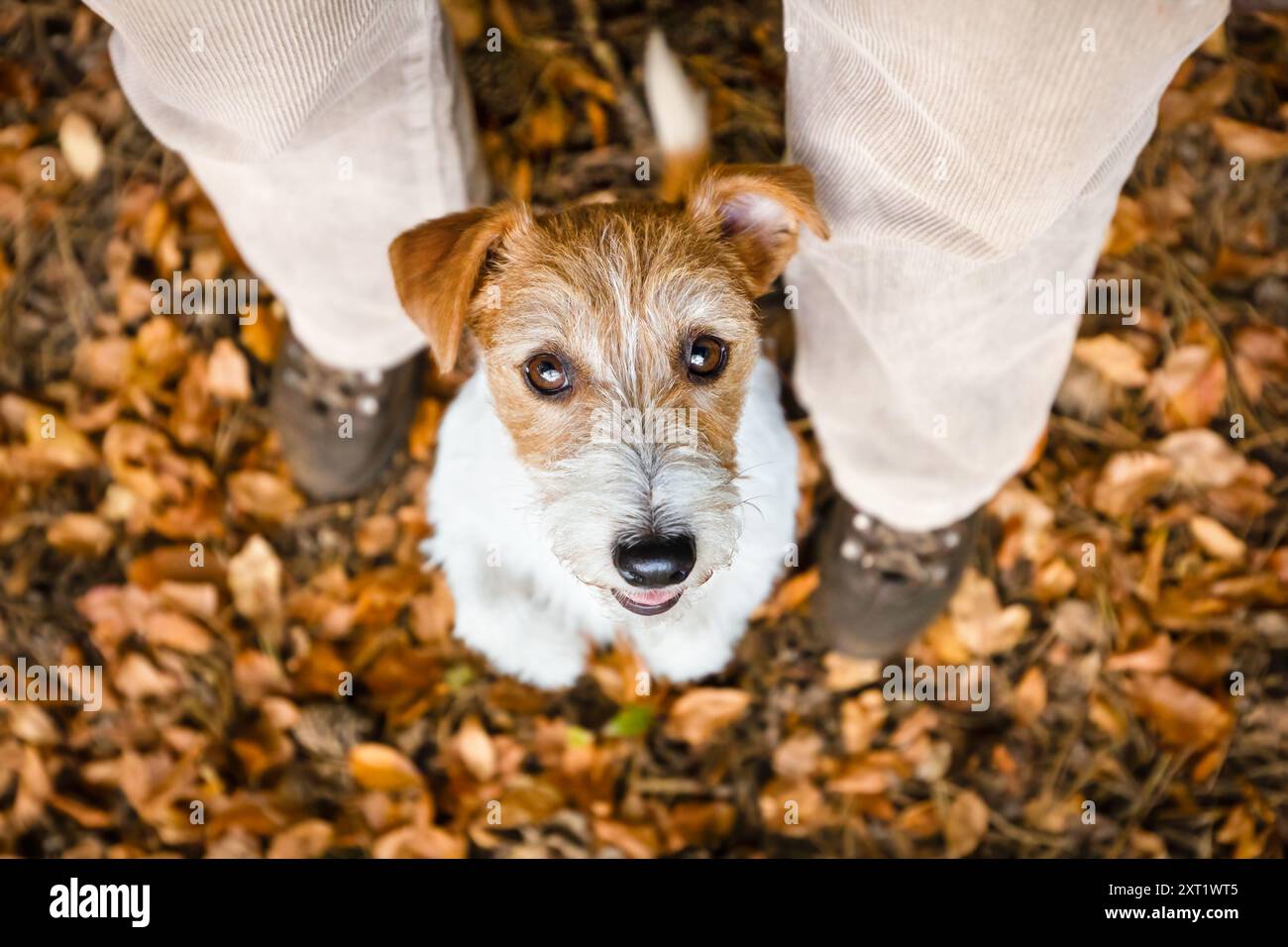 Mignon heureux chien drôle chiot regardant entre les jambes du propriétaire dans la forêt d'automne. Animaux de compagnie marche, fond de randonnée. Banque D'Images