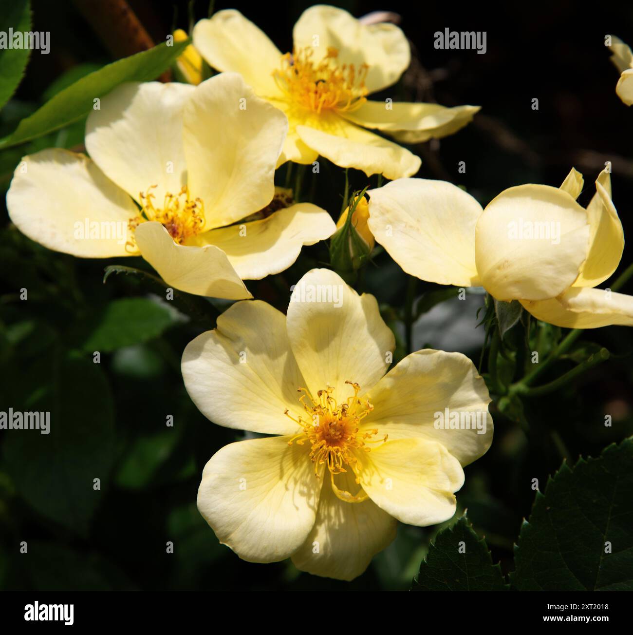 Rosa « fourre-tout en douceur » Banque D'Images