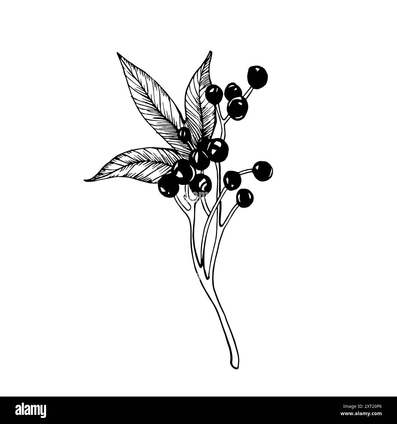 Croquis de baies de raisins sauvages et de feuilles.. Illustration vectorielle dessinée à la main en noir et blanc. Illustration de Vecteur