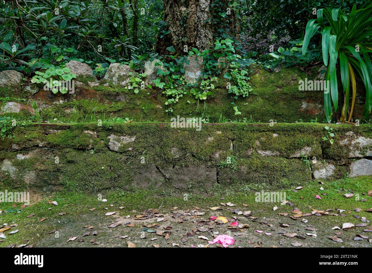 Un banc de pierre couvert de mousse luxuriant avec une verdure vibrante dans un cadre serein de forêt de Sintra Banque D'Images