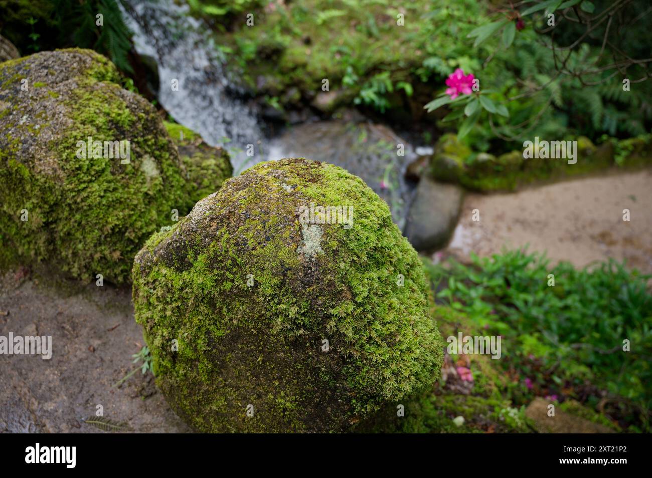 Pierre couverte de mousse avec une cascade en toile de fond dans un jardin luxuriant de Sintra Banque D'Images