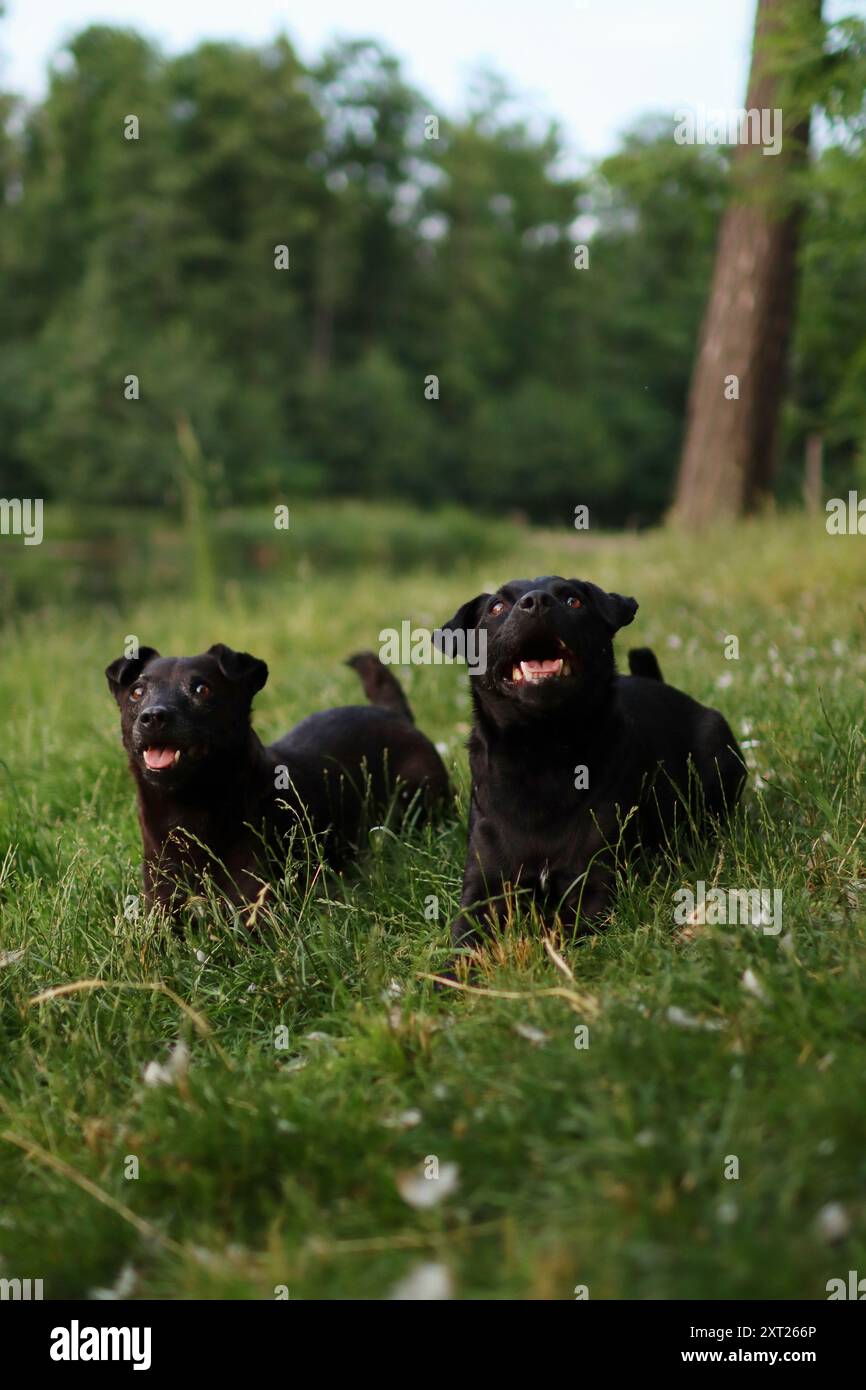 Deux terriers à motifs noirs sont sur le terrain près de l'étang. Banque D'Images